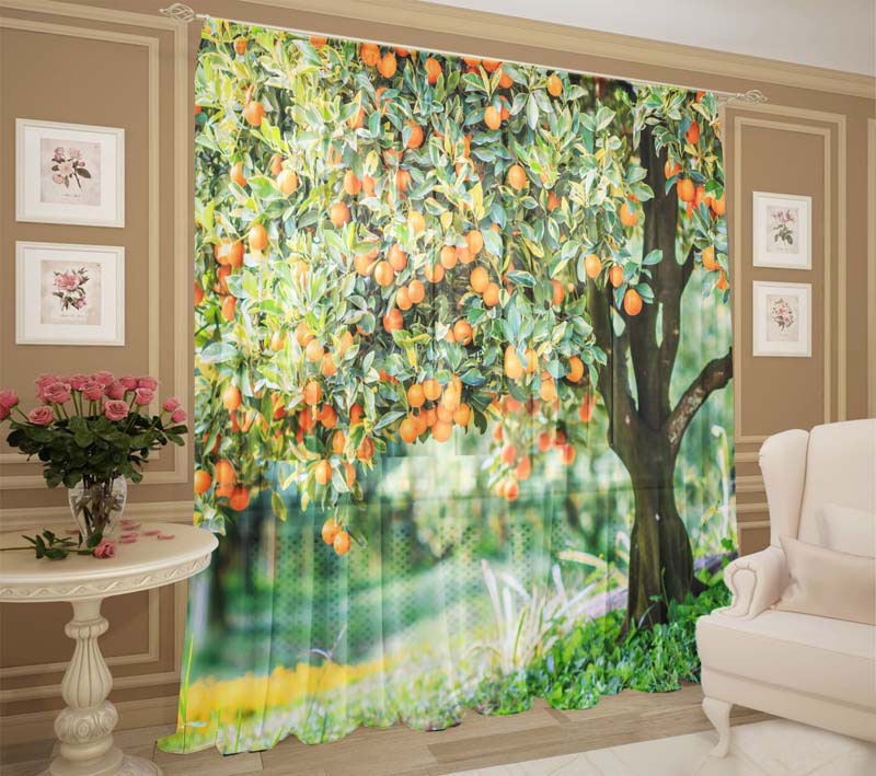 Апельсиновое дерево апельсиновое дерево