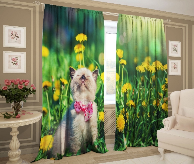 милый котик